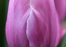 Tulipa Imago (3)